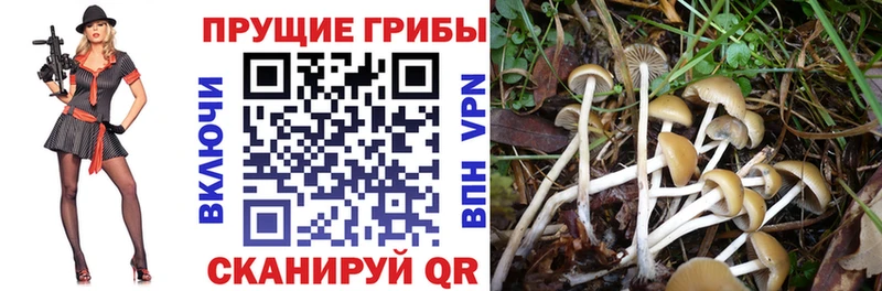 Галлюциногенные грибы Cubensis Новозыбков